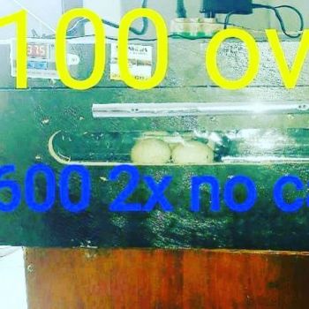 Chocadeira 100 ovos automática . Guia de empresas e serviços