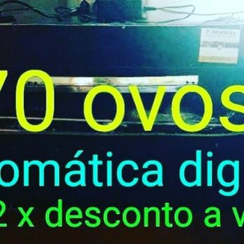 Chocadeira 70 ovos automática digital . Guia de empresas e serviços