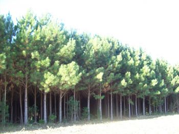 Créditos de reposição florestal sc. Guia de empresas e serviços