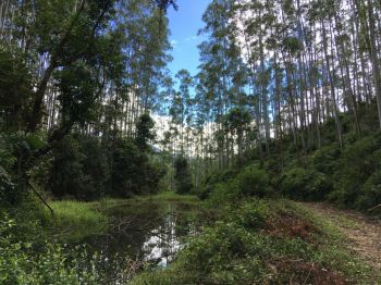 G20 - créditos de reposição florestal. Guia de empresas e serviços