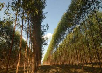 Serviços florestais. Guia de empresas e serviços