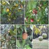 Fazenda/sítio/chácara/haras à venda, 1.000 m² por R$ 1.100.000,00