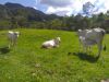 Imóvel rural à venda, 60 m² por R$ 1.200.000,00