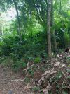 Terreno/Lote à venda, 318 m² por R$ 220.000,00