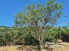 Terreno/Lote à venda, 980 m² valor a combinar