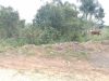 Terreno/Lote à venda, 306 m² por R$ 130.000,00
