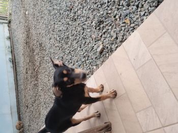 Cachorrinha para doações . Para sua casa